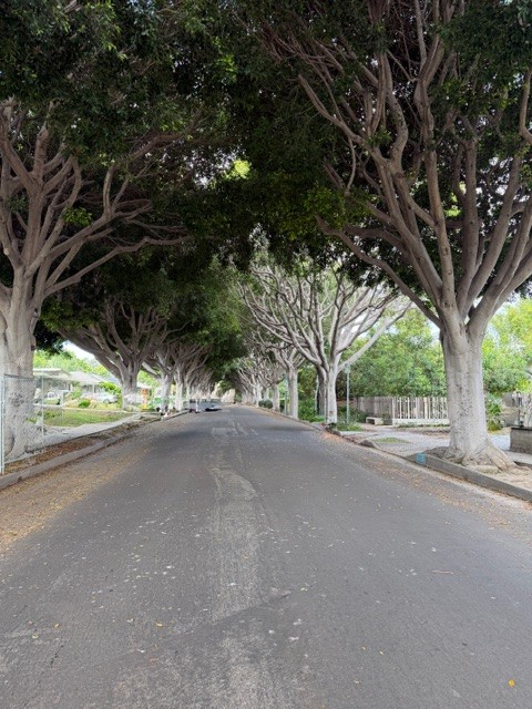 Mature ficus tree canopy over Delaware Avenue